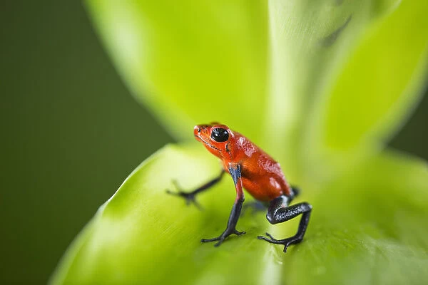 Strawberry Poison Dart Frog (Dendrobates pumilio) Costa Rica