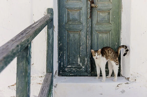 Stray cat of Folegandros, Cyclades islands,Greece