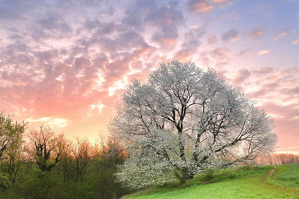 Sunrise at the monumental cherry tree in bloom