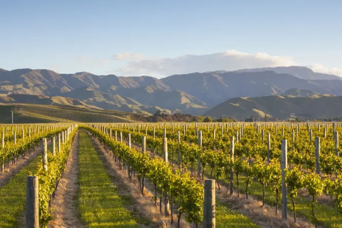 Framed Print : Blenheim Sunset Vine Rows Print, Marlborough, New Zealand Framed Print : Blenheim Sunset Vine Rows Print, Marlborough, New Zealand
