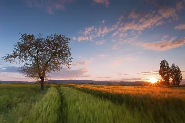Wheat field at sunset, Foligno, Umbria, Italy