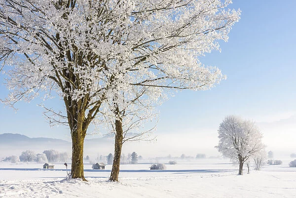 Winter trees at Kochelmoos, Toelzer Land, Upper Bavaria, Alps, Isarwinkel, Upper Bavaria