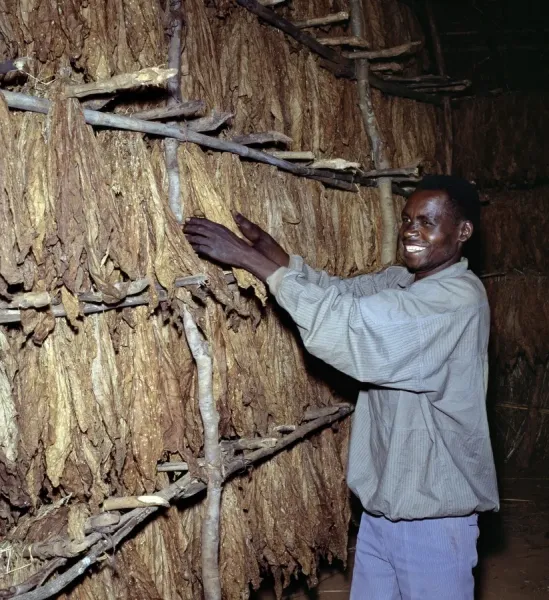workman tobacco Framed Print of Tobacco Curing in Malawi Print. Framed Print from AWL