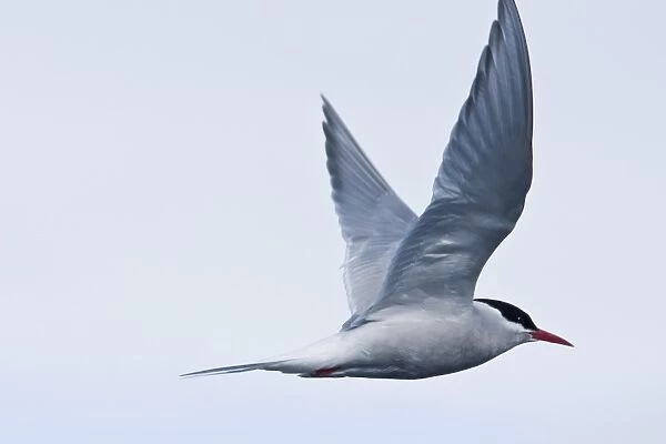 Adult Antarctic Tern (Sterna vittata) nesting and mating on Enterprise Island near the wreck of the Gouvernoren, a Norwegian whaler which caught fire and sank in Wilhelmina Bay in 1916, Antarctica