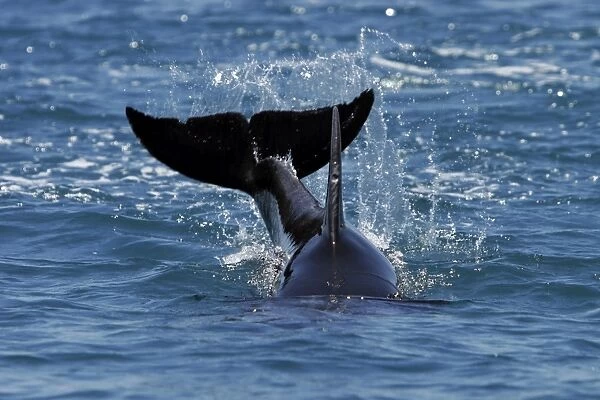 Adult Bottlenose Dolphin (Tursiops truncatus gilli) leaping in the upper Gulf of California (Sea of Cortez), Mexico