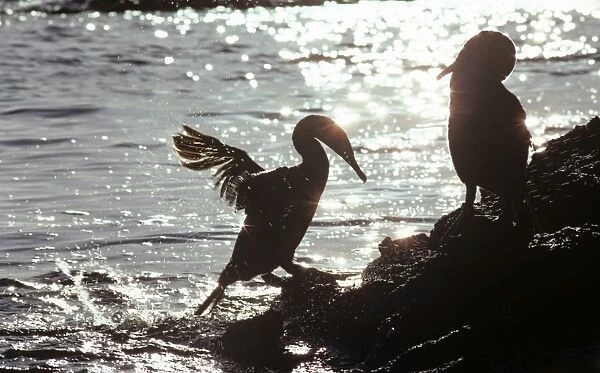 Adult flightless cormorant jumping out of water sparkly water behind. (Nanopterum harrisi). Punta Espinosa, Fernandina Island, Galapagos
