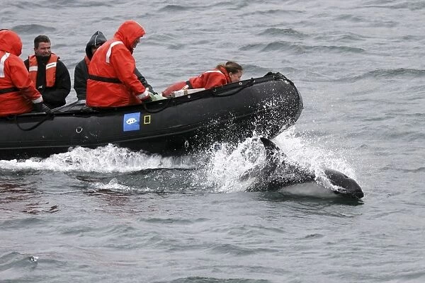 Adult Peales Dolphin (Lagenorhynchus australis) bow-riding in the Falkland Islands, South Atlantic