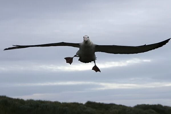 Adult wandering albatross (Diomedea exulans) taking off or landing on Prion Island, which lies in the Bay of Isles towards the west end of South Georgia Island in the Southern Atlantic Ocean