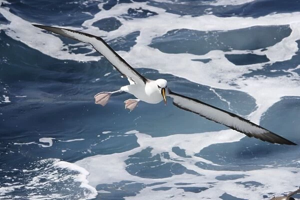 Adult yellow-nosed albatross (Thalassarche chlororhynchos) on the wing in the oceanic waters surrounding the Tristan da Cunha Island Group in the South Atlantic Ocean