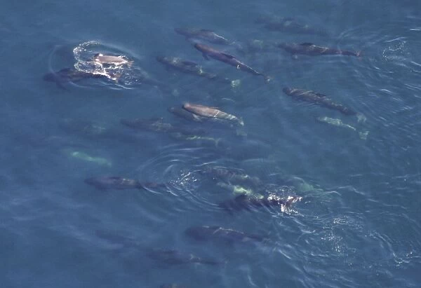 Aerial view of a pod of Short-finned pilot whales (Globicephala macrorhynchus). Gulf of Maine, USA. (rr)