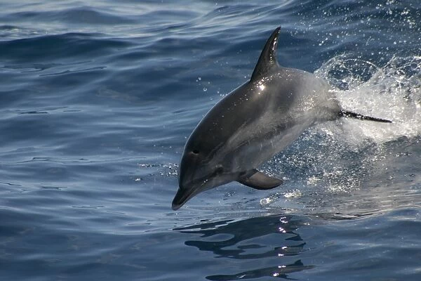 Atlantic spotted dolphin porpoising (Stenella frontalis) Azores, Atlantic Ocean (RR)