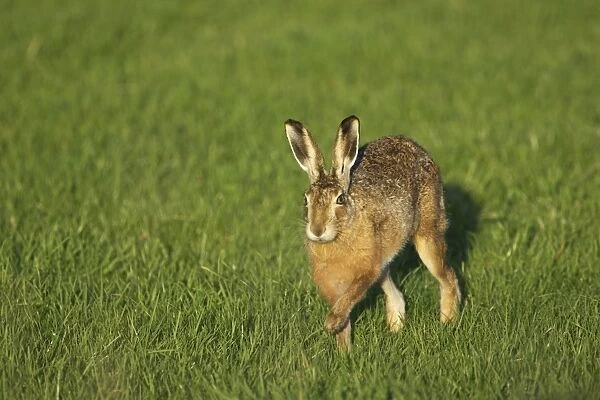 Brown Hare (Lepus capensis) running photographed mid stride in a grassy meadow, head on Argyll, Scotland