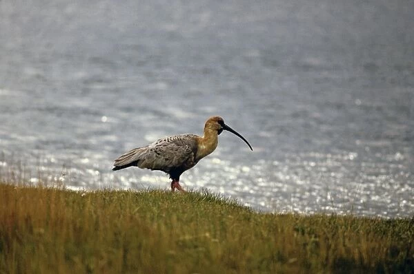 Buff-necked ibis along the shore, Estancia Haberton inlet. (Theristicus caudatus). Estancia Haberton, Beagle Channel