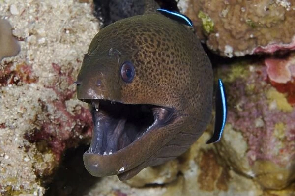 Giant Moray Eel (Gymnothorax javanicus), with cleaner wrasse (Labroides sp), close up, Sudanese Red Sea