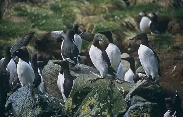 Guillemot (Uria aalge), razorbill (Alca torda) and puffin (Fratercula arctica) nesting together. Space is at a premium on the nesting sites in the Treshnish Isles so different species have to get along with each other. Hebrides, Scotland