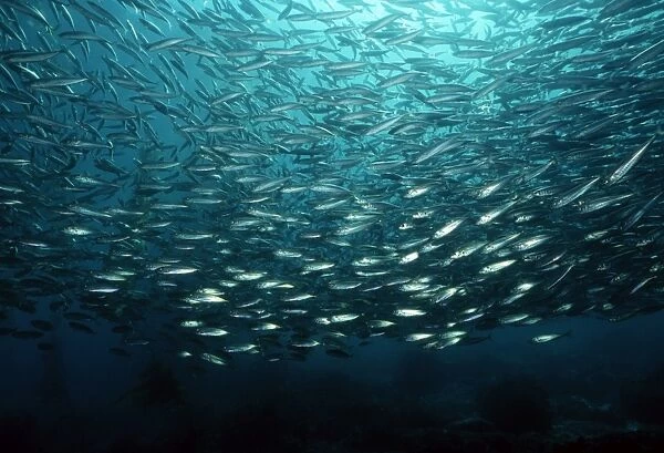 Jack mackerel school (Trachurus symmetricus). USA, Channel Islands, CA