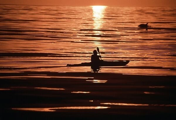 Kayaker at sunset with leaping dolphin. USA, Channel Islands, CA