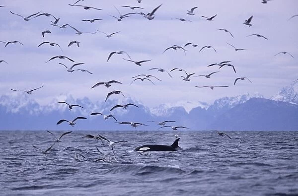 Killer whale (Orcinus orca) forgaging with gulls (on herring) as they move up the fjords. Tysford, northern Norway