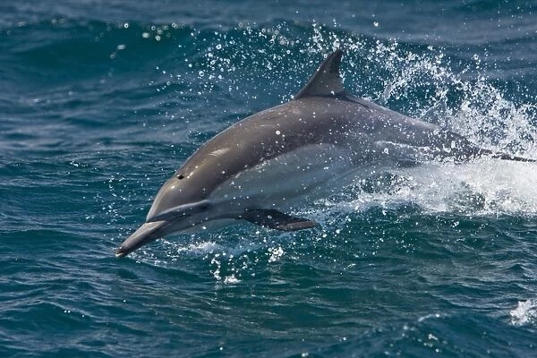 Long-beaked Common Dolphin (Delphinus capensis) leaping encountered off Isla Espiritu Santo in the southern Gulf of California (Sea of Cortez), Baja California Sur, Mexico. This is the most common cetacean in the Gulf of