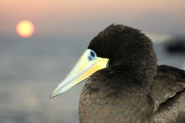 Male brown booby, Sula leucogaster, and sunset, St. Peter and St. Pauls rocks, Brazil, Atlantic