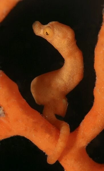 Orange Pygmy Seahorse (Hypocampus bargibanti) Mabul, Sipadan, Borneo, Malaysia, Indo-Pacific (RR)