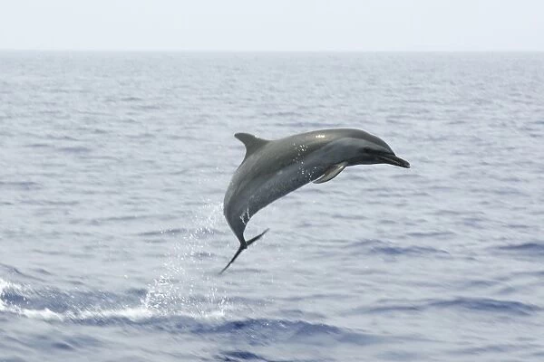Pantropical spotted dolphin, Stenella attenuata, leaping, Kailua-Kona, Hawaii