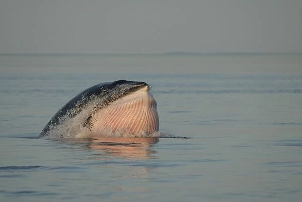 A perfect oblique lunge of a Minke whale (Balaenoptera acutorostrata) surface feeding in the early evening. Its Grooves are expanded and water is purged out, two main characteristics of a feeding strike. St. Lawrence estuary, Canada
