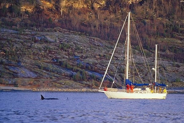 Research yacht monitoring Killer whale (Orcinus orca) activity during the winter months in the fjords of northern Norway. Tysjford, Norway
