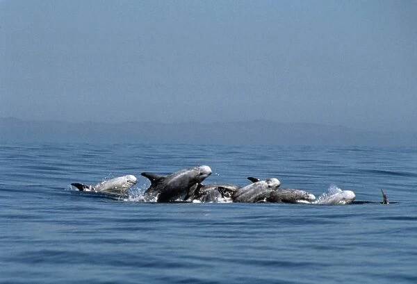 Rissos dolphins (Grampus griseus). USA, Channel Islands, CA. (rr)
