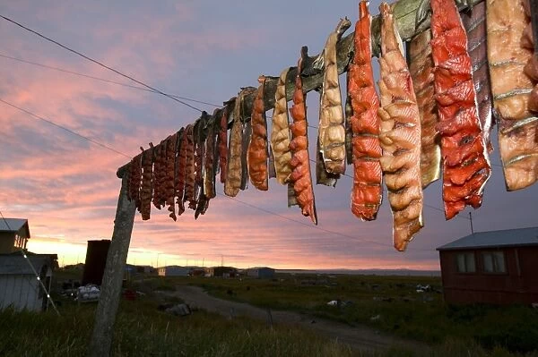 Salmon on traditional Fish drying racks on Shishmaref a