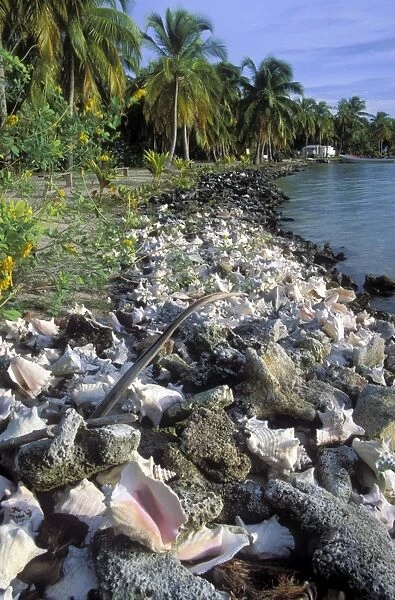 Sea defence made from Queen Coch shells, South Water Cay, Belize (rr)
