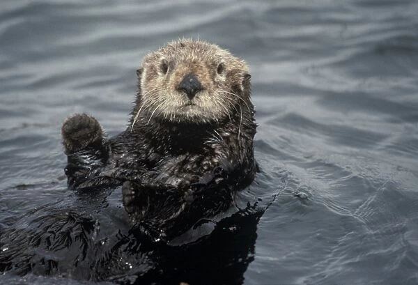 Sea otter (Enhydra lutris). USA, CA
