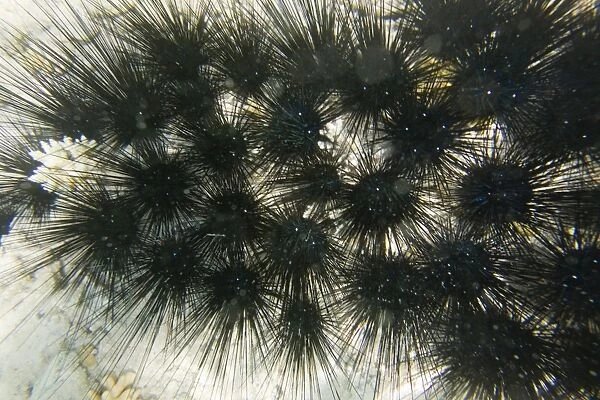 Sea Urchins in the Red Sea off Egypt