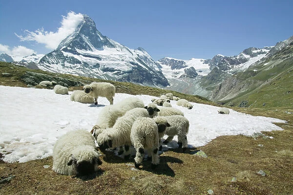Sheep cooling down on the snow infront of the Matterhorn above Zermatt Switzerland
