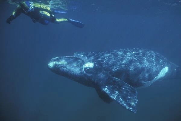 Southern Right Whale (Eubalaena australis) calf with snorkeler underwater in Golfo Nuevo, Patagonia, Argentina. Southern Atlantic Ocean