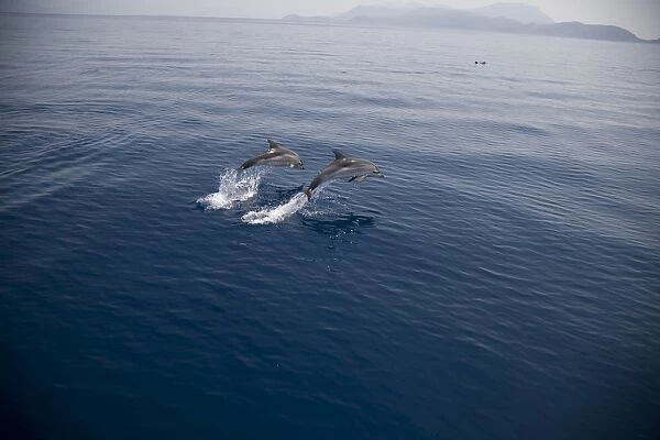 Two striped dolphins (Stenella coeruleoalba) leaping. Greece, Eastern Med