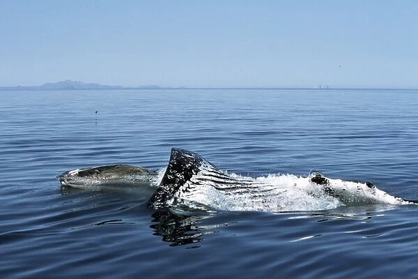 Sub-adult Humpback Whale, Megaptera novaeangliae, surface lunge-feeding on krill in northern Gulf of California, Mexico