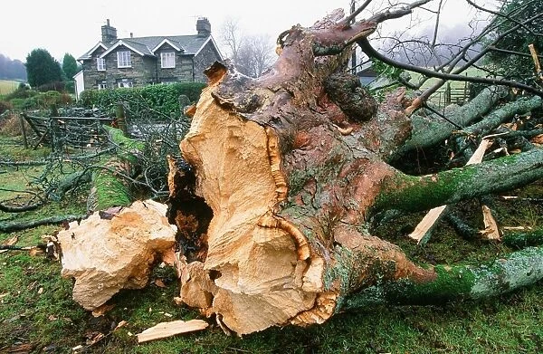 A Sycamore Tree snapped by gale force winds near Ambleside Cumbria UK