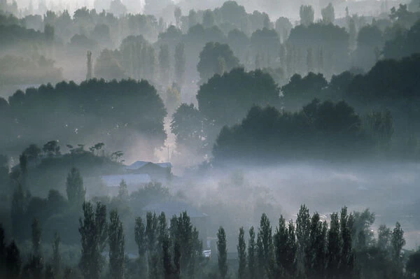 10016882. INDIA Kashmir Vale Of Kashmir Evening mist amongst trees