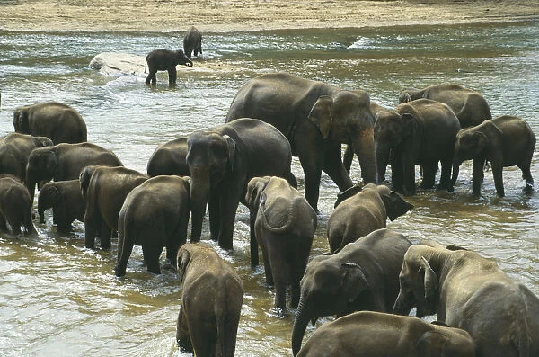 10072535. WILDLIFE Big Game Elephants Indian Elephant herd
