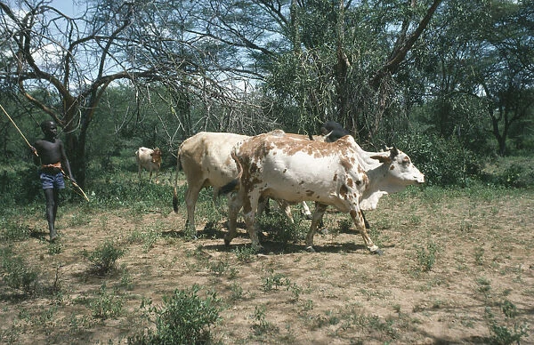 20053292. KENYA Farming Pokot boy with cattle herd. Pastoral tribe