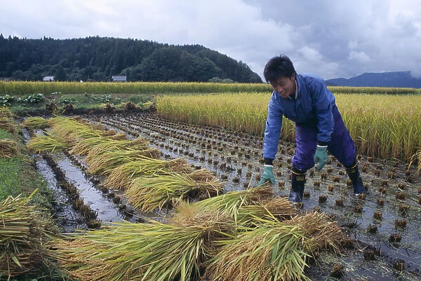 20060669. JAPAN Honshu Densho en Young male farm worker harvesting rice
