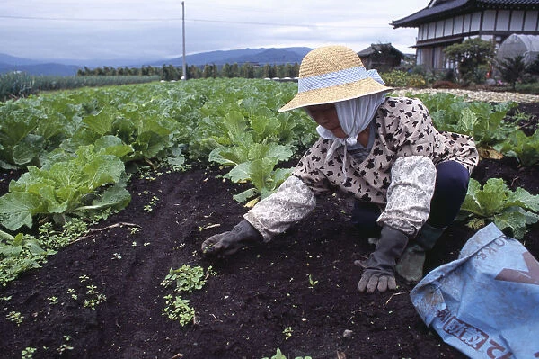 20060690. JAPAN Honshu Densho en Woman wearing a hat weeding a vegetable plot
