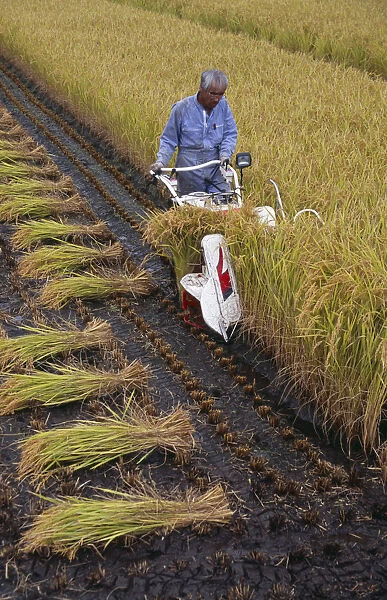 20060694. JAPAN Honshu Densho en Farm worker harvesting rice field with hand held machine