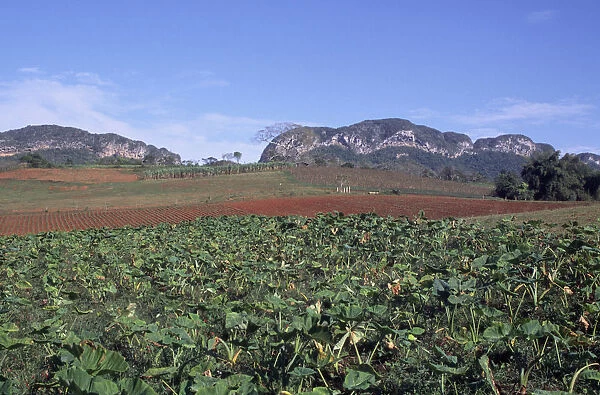 20068968. CUBA Pinar del Rio Vinales Tobacco field with hills in background
