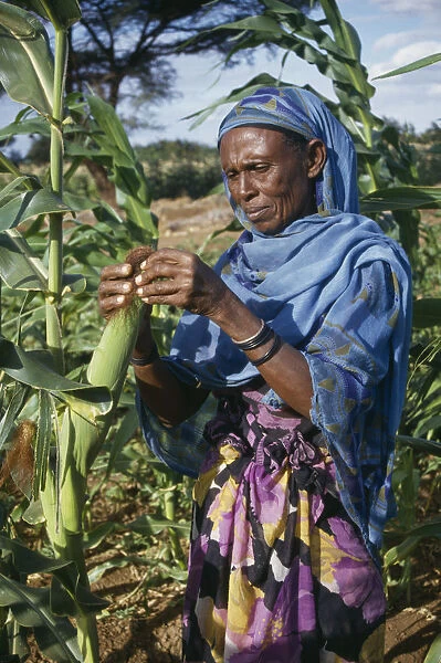 20071038. KENYA North East Province Merti Area Woman checking maize crop
