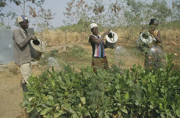 20071986. GHANA Chereponi Reforestation project. Watering tree saplings by hand