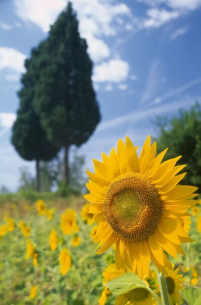 20073885. ITALY Tuscany Sunflowers and cypress trees near Volterra