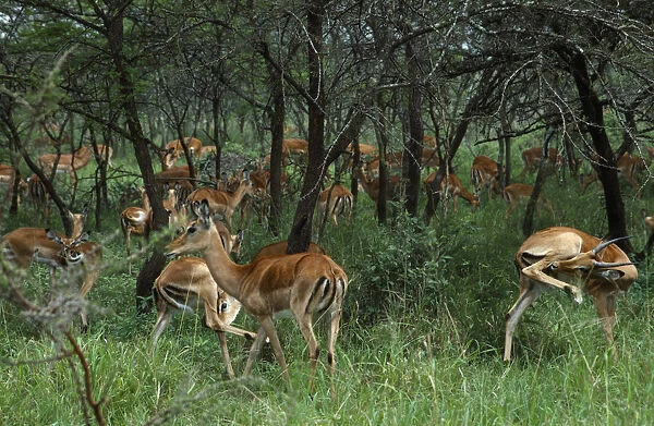 20074139. ANIMALS Deer Herd of impala amongst acacia trees in savanna grasslands