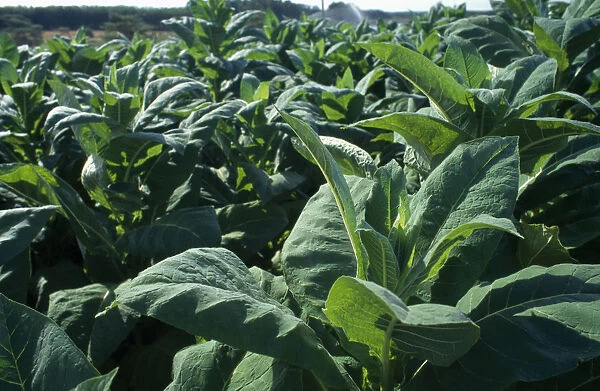 20076265. MALAWI Farming Close view of tobacco crop
